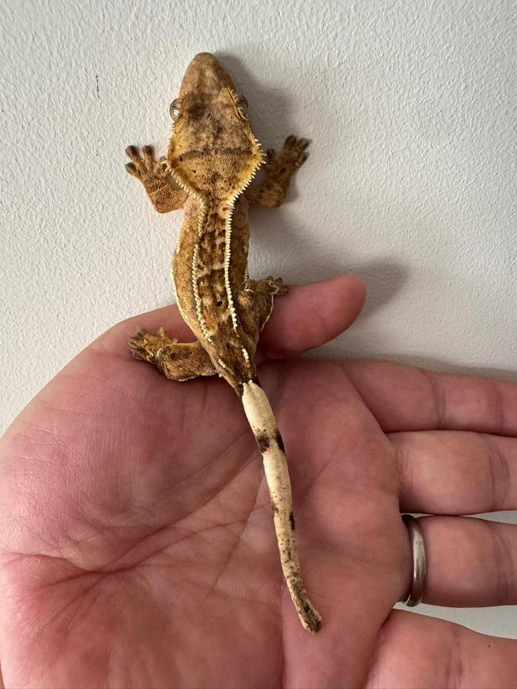 Wimpergekko gekko vrouw 13 cm 1,5 jaar oud, Dieren en Toebehoren, Reptielen en Amfibieën
