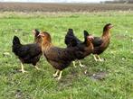 Jonge tamme Harco kippen gesekst en ingeënt | goede leggers, Dieren en Toebehoren, Pluimvee, Vrouwelijk, Kip