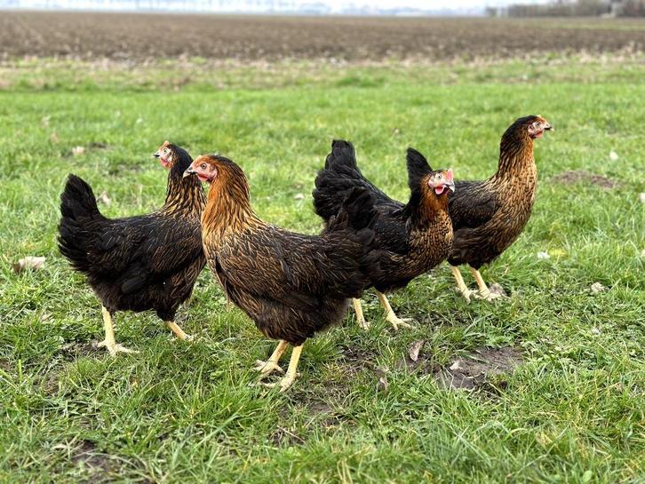 Jonge tamme Harco kippen gesekst en ingeënt | goede leggers, Dieren en Toebehoren, Pluimvee, Kip, Vrouwelijk