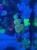 Stekjes, Dieren en Toebehoren, Zoutwatervis