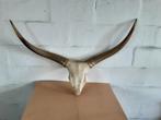 Afrikaanse longhorn, Ophalen, Zo goed als nieuw, Wild dier, Schedel
