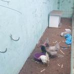 Kippen, Dieren en Toebehoren, Overige Dieren