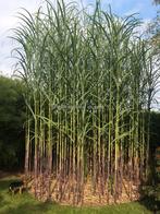 Triarrhena Lutarioriparia, Tuin en Terras, Ophalen of Verzenden, Struik