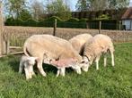 Easy care lammeren, Mouton, Plusieurs animaux, 0 à 2 ans