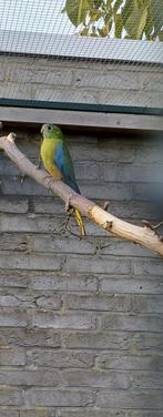 Turquasineparkiet pop, Dieren en Toebehoren, Vogels | Parkieten en Papegaaien