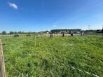 Sta vol pension, Dieren en Toebehoren, Stalling, 1 paard of pony