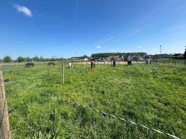 Sta vol pension, Dieren en Toebehoren, Stalling en Weidegang, Stalling, 1 paard of pony