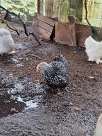 Cochin kriel hennen zilver zwart gezoomd, Dieren en Toebehoren, Pluimvee, Vrouwelijk