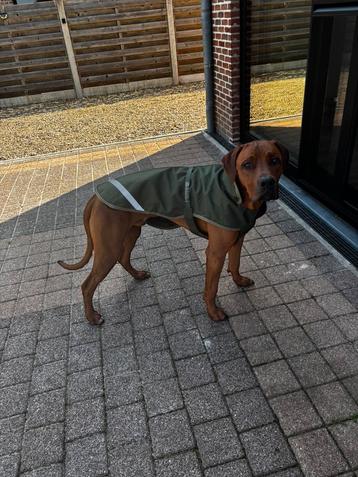 Bucas Dog Rug Green 65cm beschikbaar voor biedingen