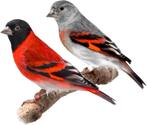 kapoetsensijzen, Dieren en Toebehoren, Vogels | Overige Vogels, Mannelijk, Geringd