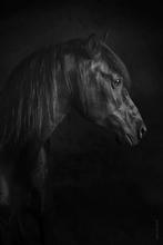 Ter dekking goedgekeurde PRE, Animaux & Accessoires, Chevaux & Poneys | Étalons & Juments poulinières, Étalon