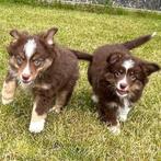 Miniature American Shepherd - puppy's te koop (Belgisch), CDV (hondenziekte), Meerdere, 8 tot 15 weken, Meerdere dieren