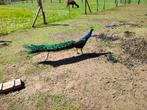 Prachtige pauwhaan, Dieren en Toebehoren, Pluimvee