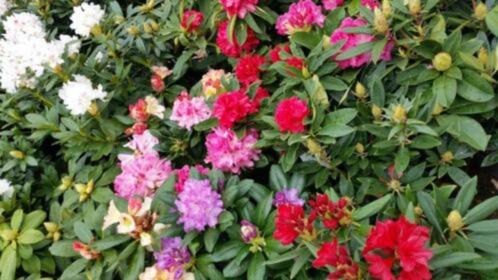 rhododendron , rhododendron hybride,diverse varieteiten, Tuin en Terras, Planten | Struiken en Hagen, Rhododendron, Ophalen