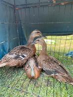 Trio indishe loopeenden, Dieren en Toebehoren, Pluimvee