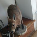 Taxidermy kangoeroe walaby, Verzamelen, Ophalen of Verzenden, Zo goed als nieuw