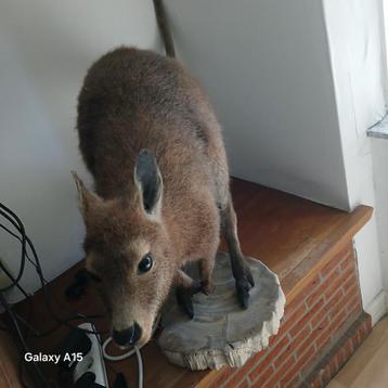 taxidermy kangoeroe walaby, Enlèvement ou Envoi, Comme neuf