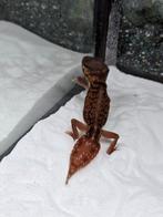 Mooie Nephrurus levis levis man van 2025., Dieren en Toebehoren, Reptielen en Amfibieën, Amfibie