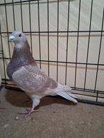 Belgische tentoonstellingsreisduif