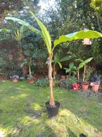 Bananenboom - winterhard, Tuin en Terras, Ophalen