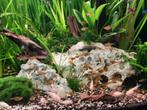 80 a 100  tal vuur tetras visjes, Dieren en Toebehoren, Vissen | Aquariumvissen