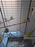 Grasparkieten, Plusieurs animaux, Perruche