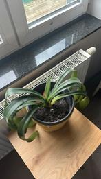 Clivia, Huis en Inrichting, Kamerplanten, Ophalen