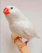 XL Zebravinken koppels (tt kwaliteit), Meerdere dieren, Tropenvogel, Geringd