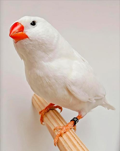 XL Zebravinken koppels (tt kwaliteit), Dieren en Toebehoren, Vogels | Overige Vogels, Tropenvogel, Meerdere dieren, Geringd