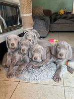 Weimaraner puppies, Dieren en Toebehoren, Honden | Beagles, Bassets en Lopende honden, België, Fokker | Hobbymatig, 8 tot 15 weken