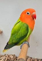 Groen Opaline/Ino Fischeri Man 2025 met dna, Dieren en Toebehoren, Vogels | Parkieten en Papegaaien, Mannelijk, Dwergpapegaai of Agapornis