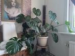 Plant MONSTERA XL incl pot !!, Huis en Inrichting, Kamerplanten, Overige soorten, 100 tot 150 cm, In pot, Ophalen