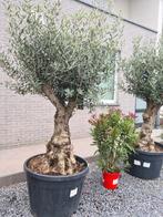 Olijfboom Olea Europaea, Ophalen, Olijfboom