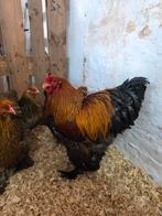 Brahma meerzomig patrijs, Dieren en Toebehoren, Pluimvee