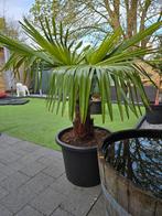 Palmboom winterhard, Tuin en Terras, Planten | Bomen, Ophalen of Verzenden, Palmboom