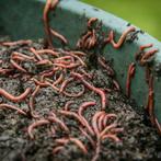 Gratis compostwormen, Tuin en Terras, Aarde en Mest, Ophalen