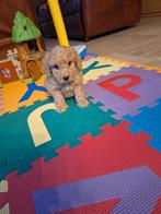 Dwergpoedel pups, Dieren en Toebehoren, Honden | Chihuahua's en Gezelschapshonden, Poedel, België, CDV (hondenziekte), 8 tot 15 weken