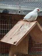 Koppel witte diamantduifjes, Dieren en Toebehoren, Vogels | Overige Vogels
