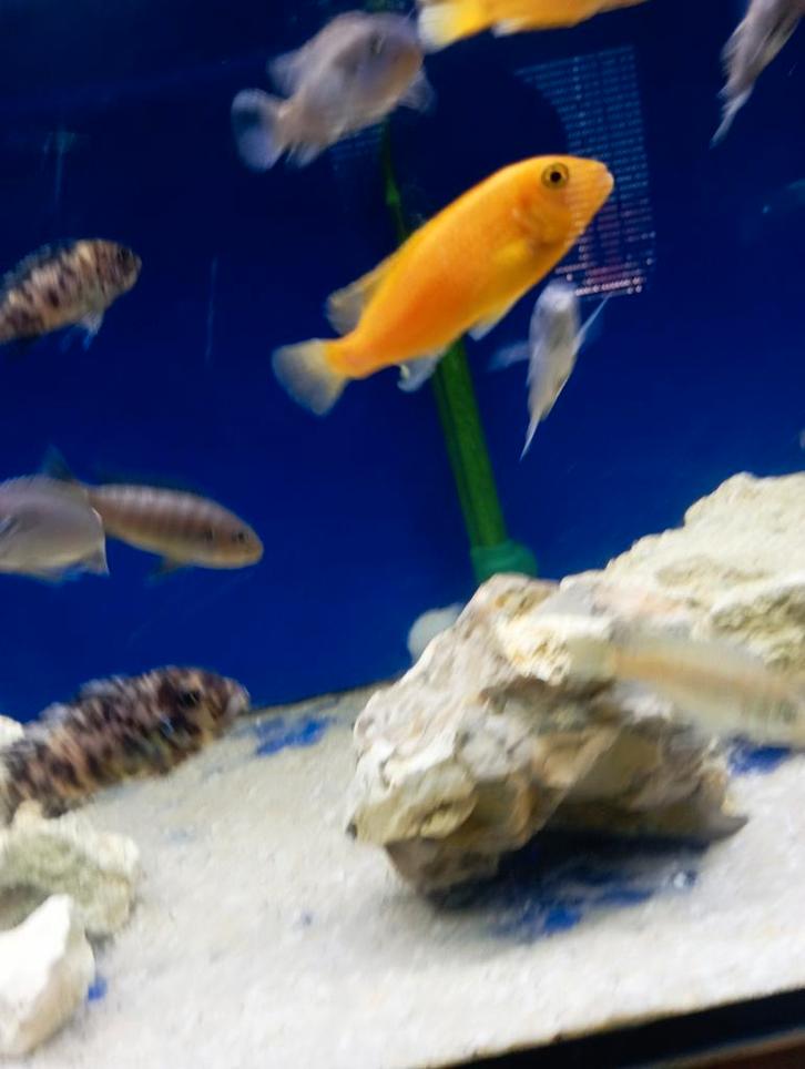 Cichlidès Malawi 1 mâle 3 femelles maylandia, Dieren en Toebehoren, Vissen | Aquariumvissen
