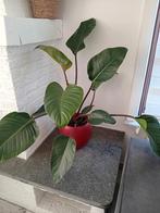 Philodendron İmperial Red groot met pot, Ophalen of Verzenden