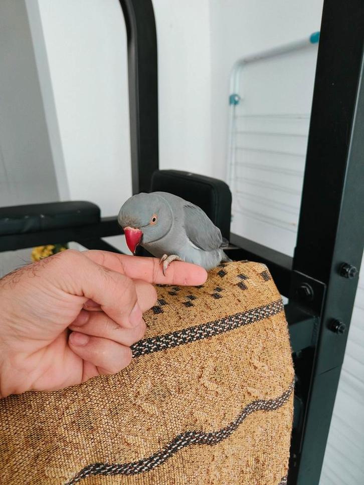 Halsband parkiet heel mooi man, Dieren en Toebehoren, Vogels | Parkieten en Papegaaien, Parkiet