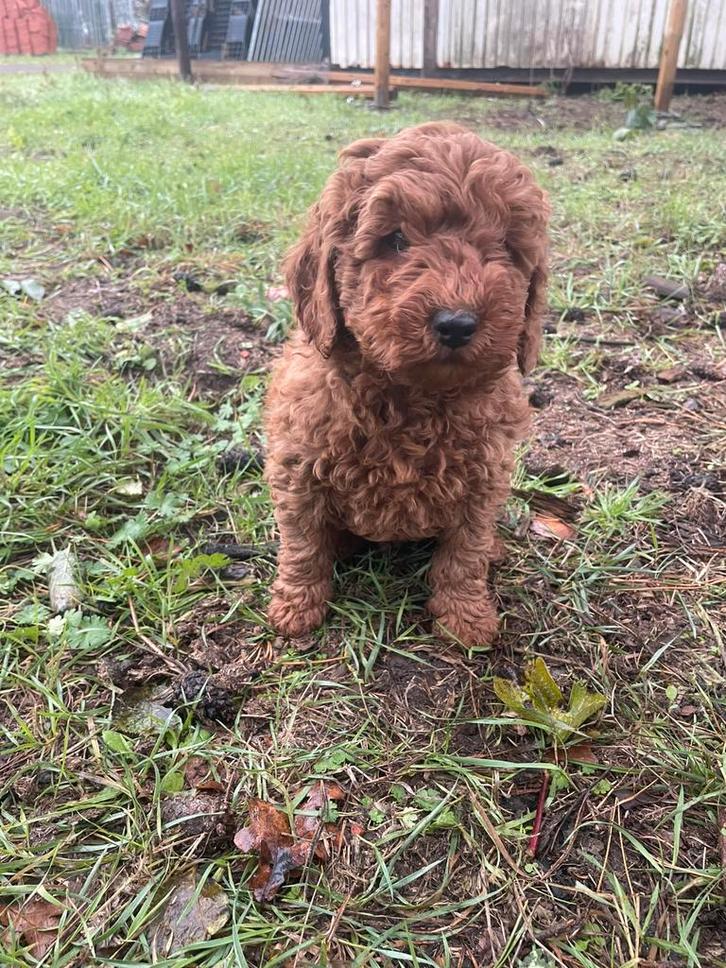 Mooie mini labradoodle pups!, Animaux & Accessoires, Chiens | Retrievers, Épagneuls & Chiens d'eau, Plusieurs animaux, Labrador retriever