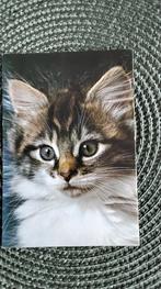 7 x cartes postales représentant des animaux et des chats, Collections, Cartes postales | Animaux, Enlèvement ou Envoi, 1960 à 1980