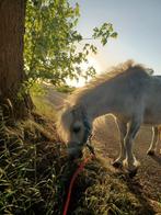 Mini Shetlander, Dieren en Toebehoren, Merrie