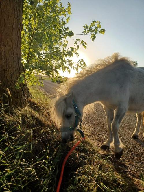 Mini Shetlander, Dieren en Toebehoren, Pony's, Merrie