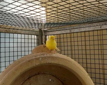 Jong Koppeltje kanaries beschikbaar voor biedingen