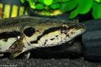 Groepje Channa lucius, Vis, Zoetwatervis