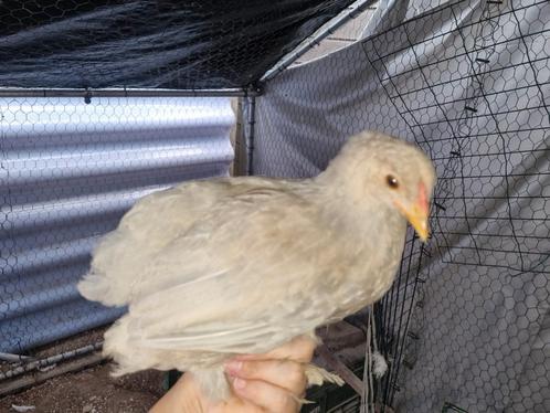 Brahma kriel kuikens Isabel/meerzomig parelgrijspatrijs, Dieren en Toebehoren, Pluimvee