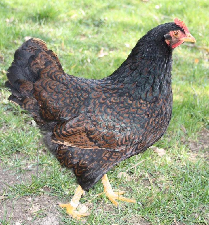 Barnevelder kippen jonge hennen beschikbaar, Dieren en Toebehoren, Pluimvee, Kip, Vrouwelijk