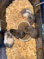 Hamster, Dieren en Toebehoren, September, Meerdere dieren, Hamster
